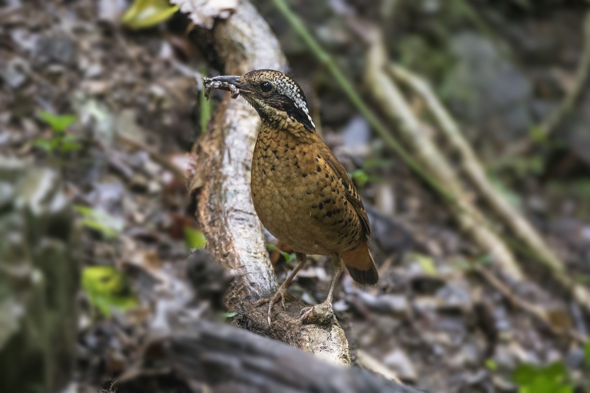 Eared Pitta - ML625877994