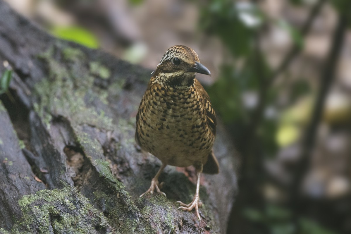 Eared Pitta - ML625877995