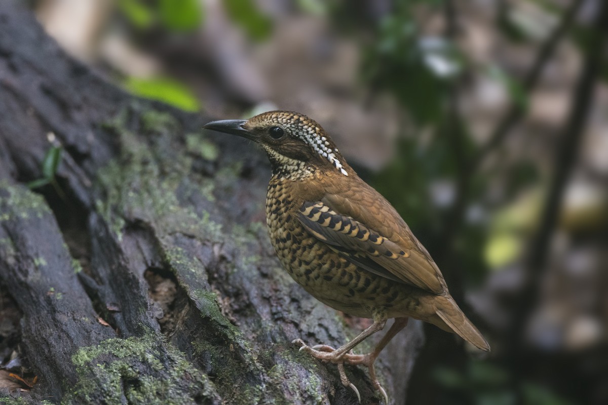 Eared Pitta - ML625877996