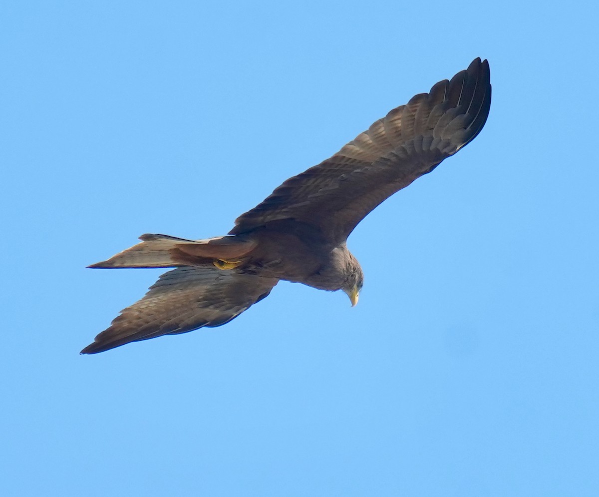 Black Kite (Yellow-billed) - ML625878152