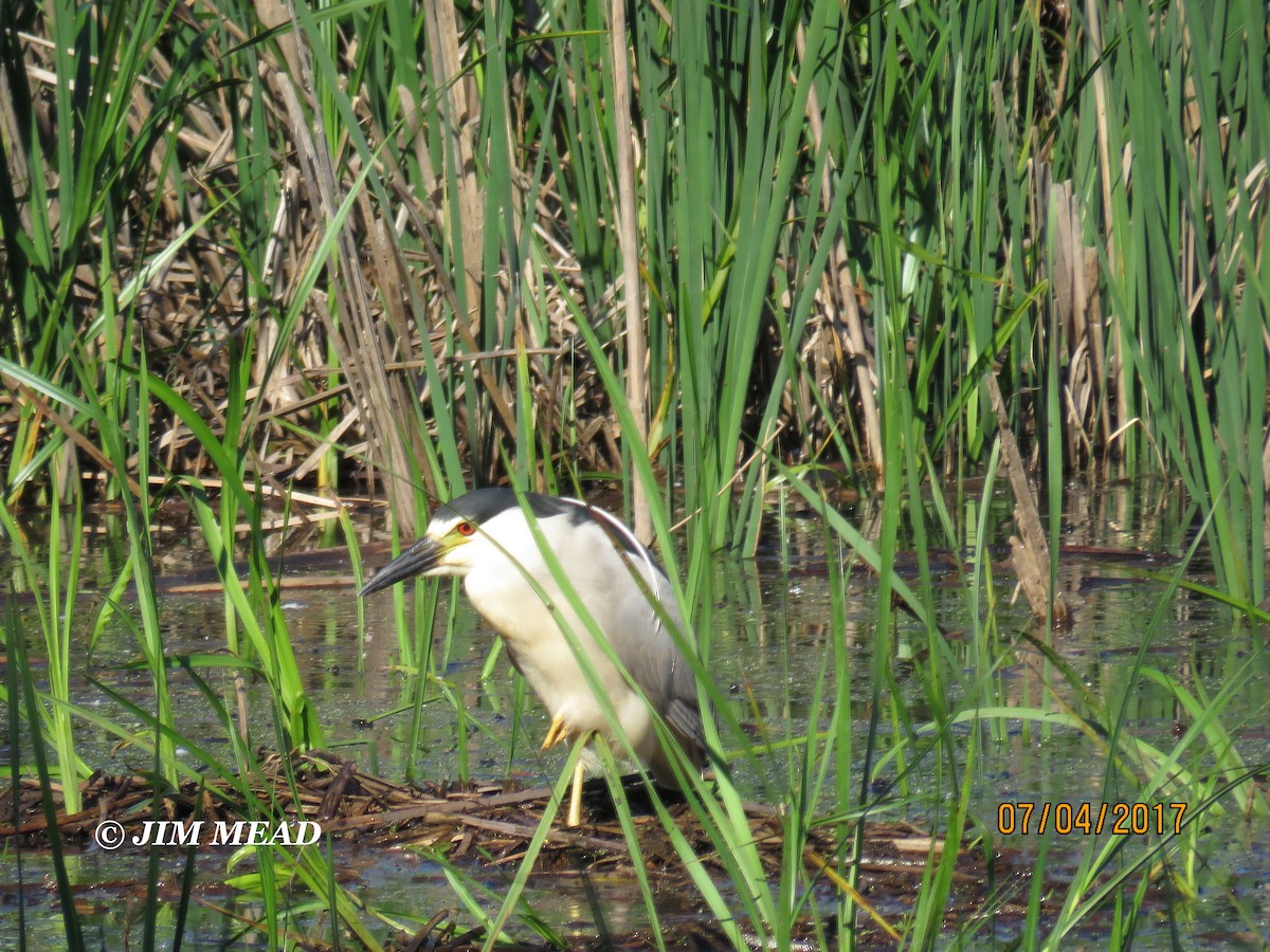 Black-crowned Night Heron - Jim Mead