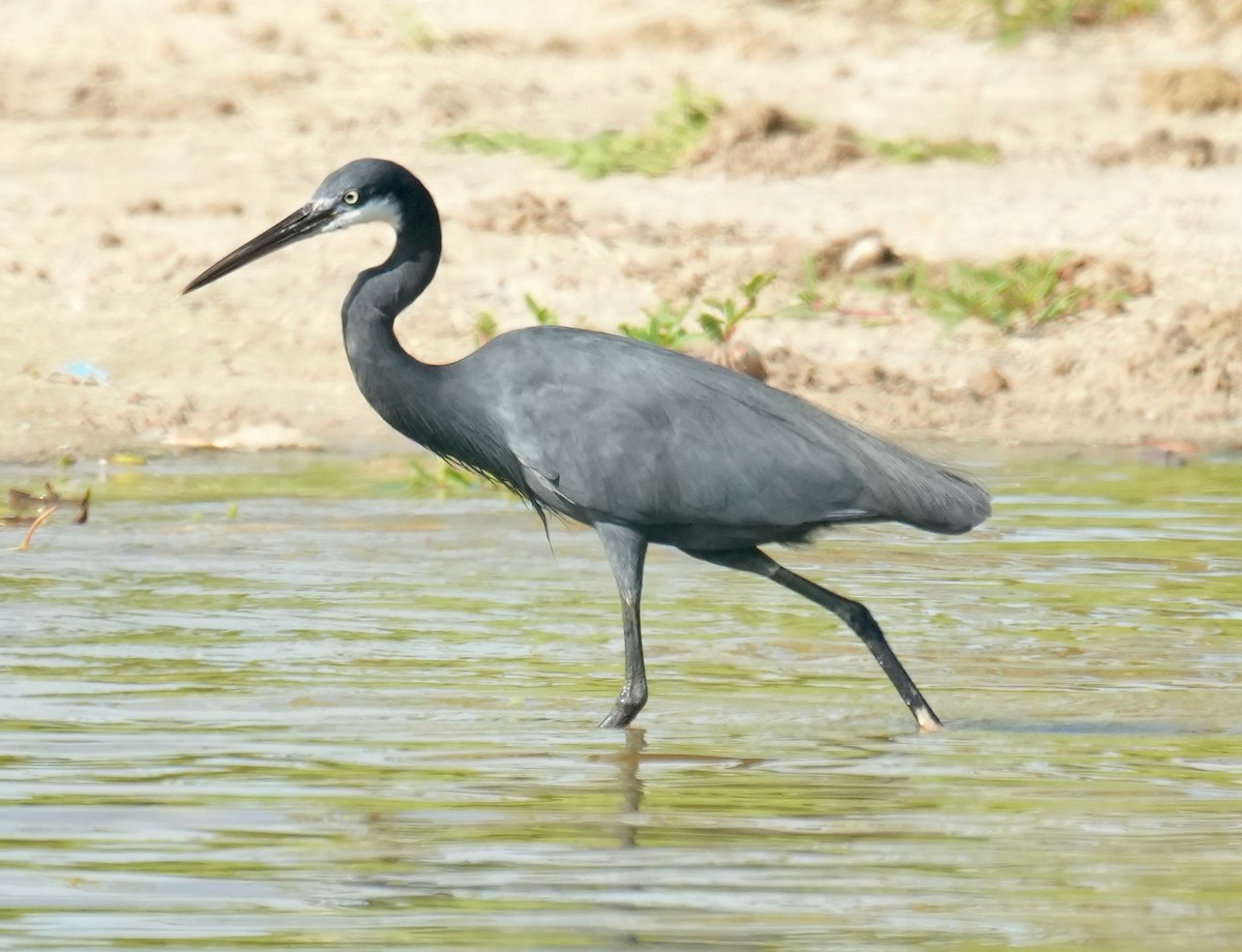 Western Reef-Heron - ML625878222