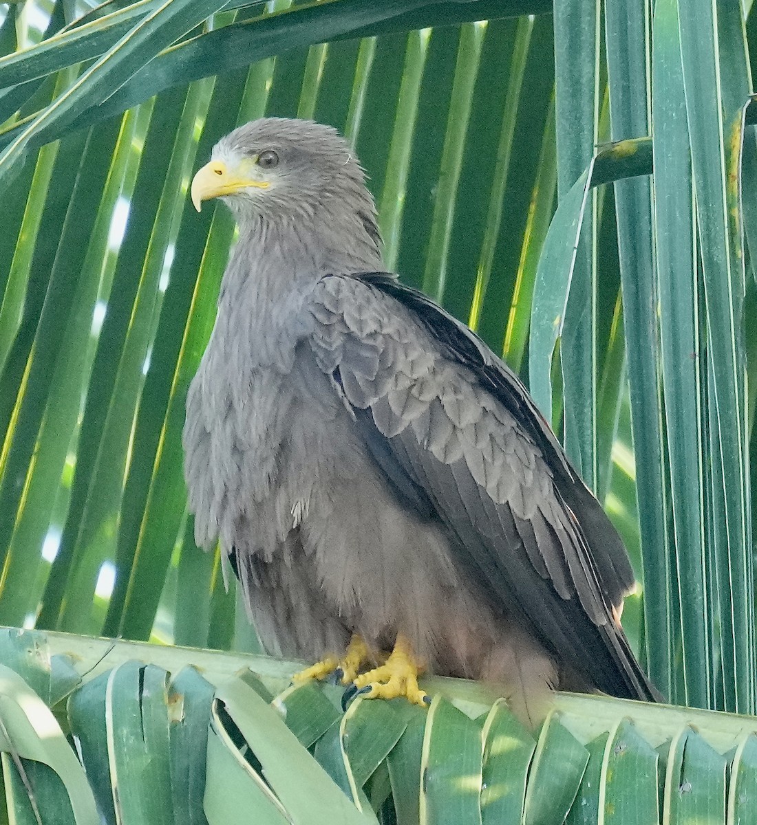 Black Kite (Yellow-billed) - ML625878295