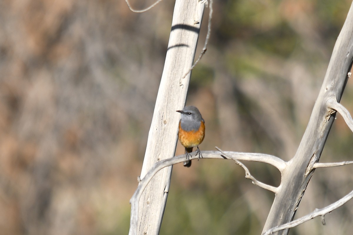 Little Rock-Thrush - ML625878509