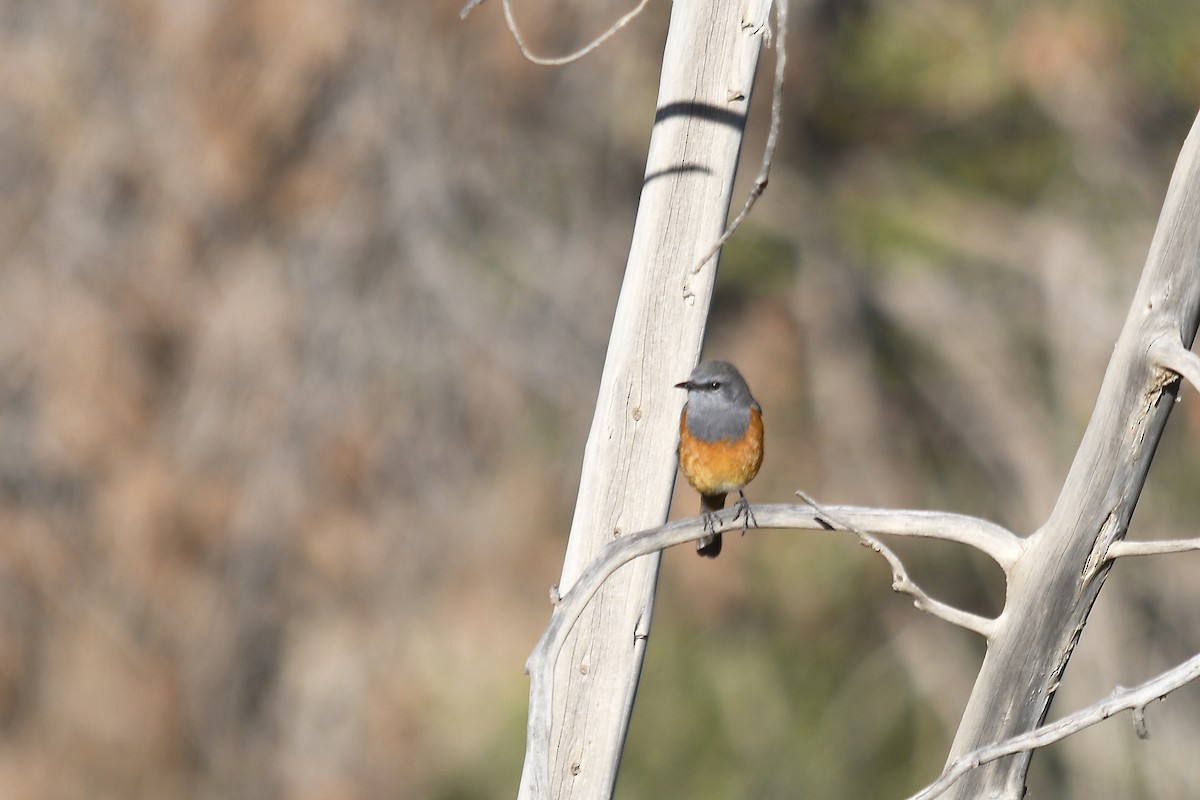 Little Rock-Thrush - ML625878510