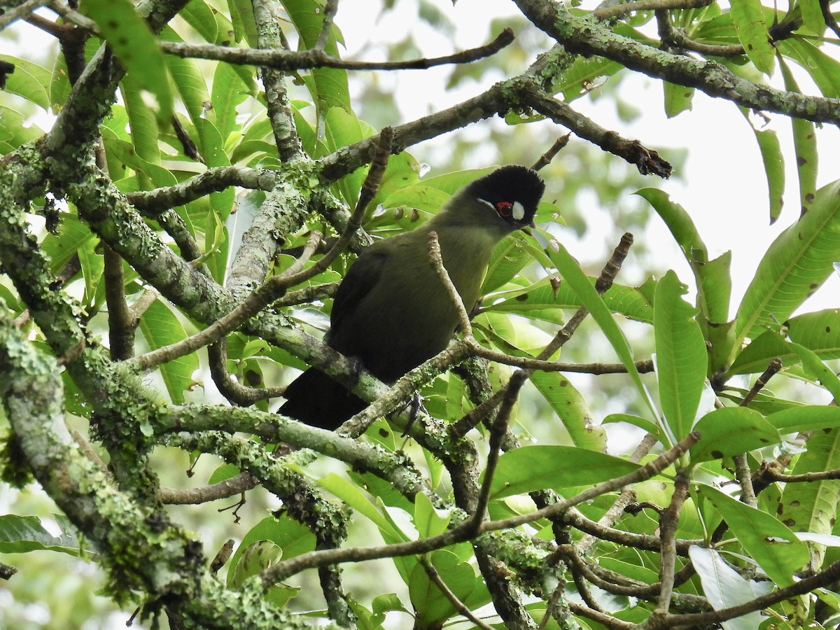 Turaco de Hartlaub - ML625878525