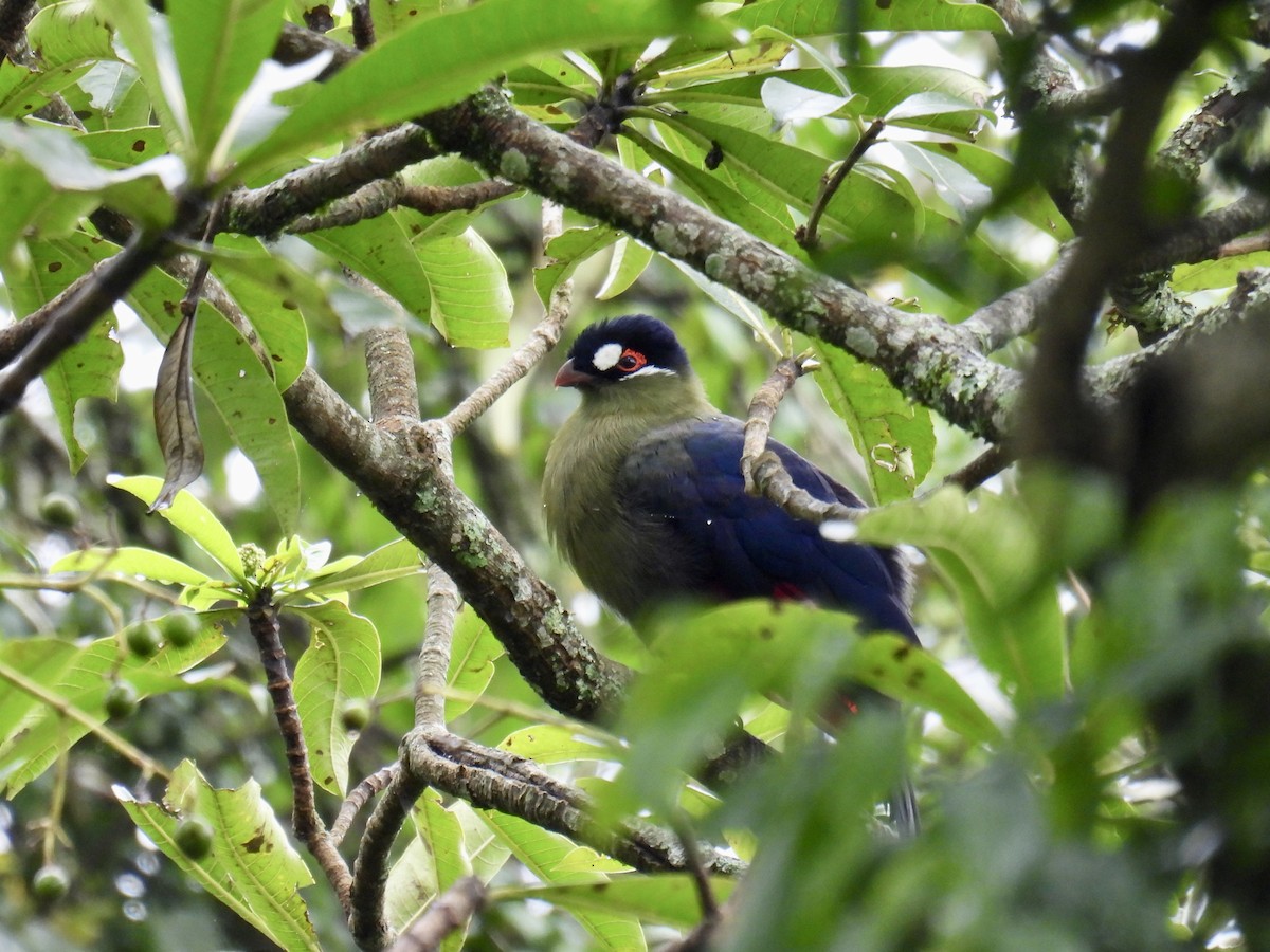 Turaco de Hartlaub - ML625878526