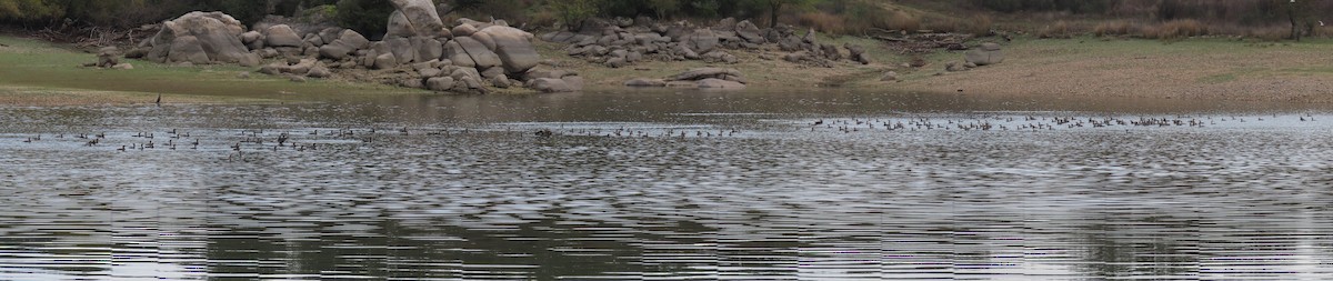 Great Cormorant - ML625878527