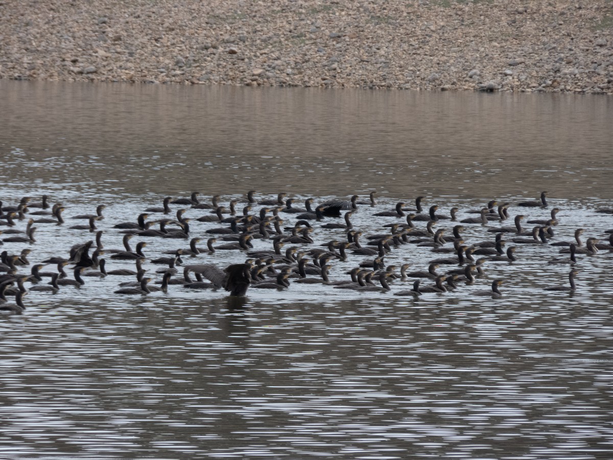 Great Cormorant - ML625878528