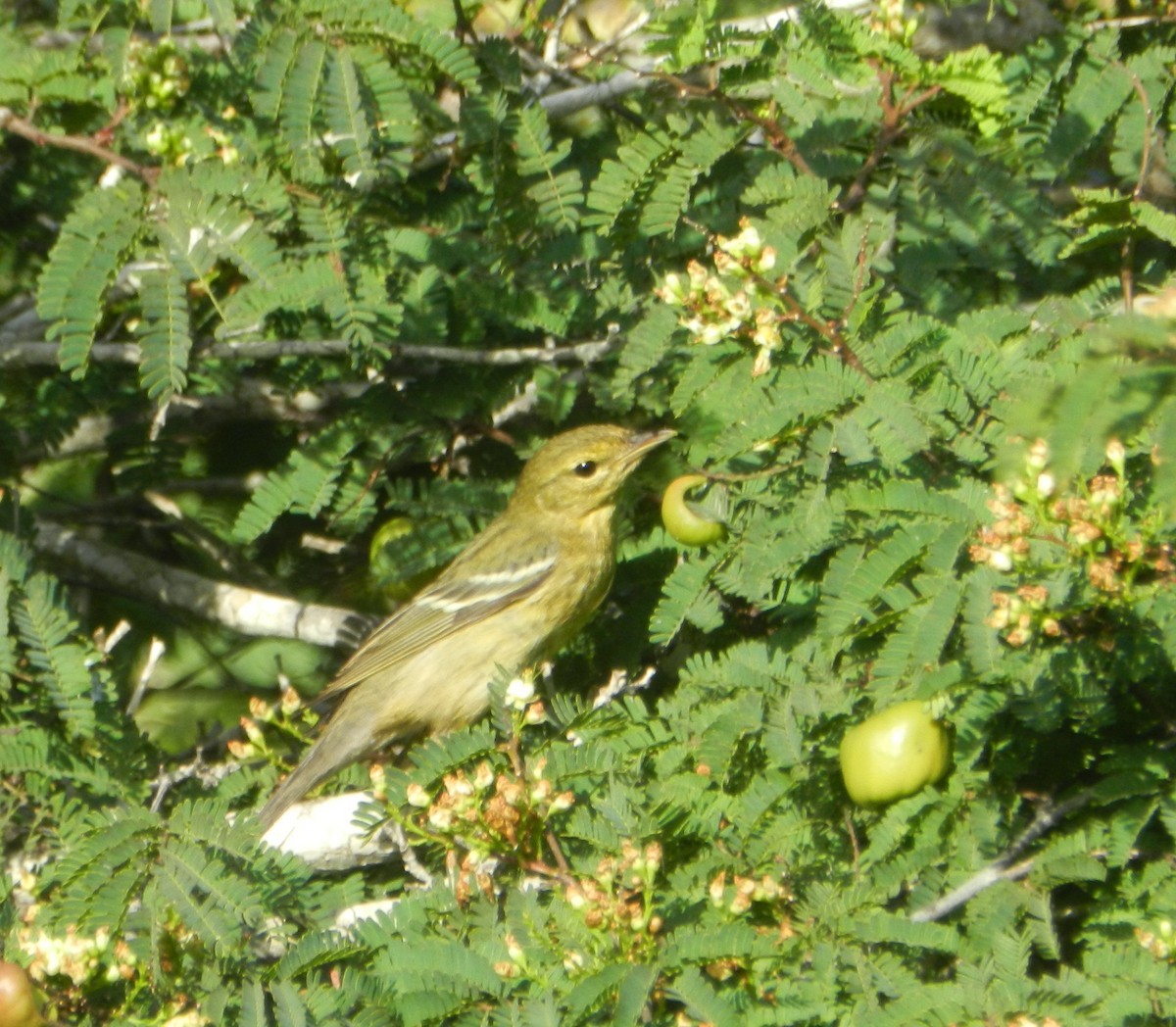 Paruline rayée - ML625878530