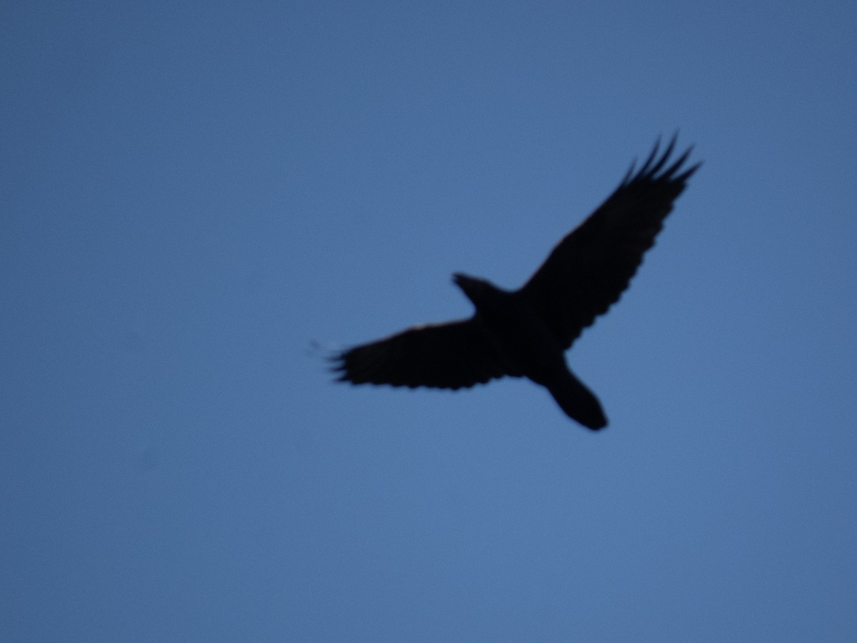 Common Raven - ML625878679