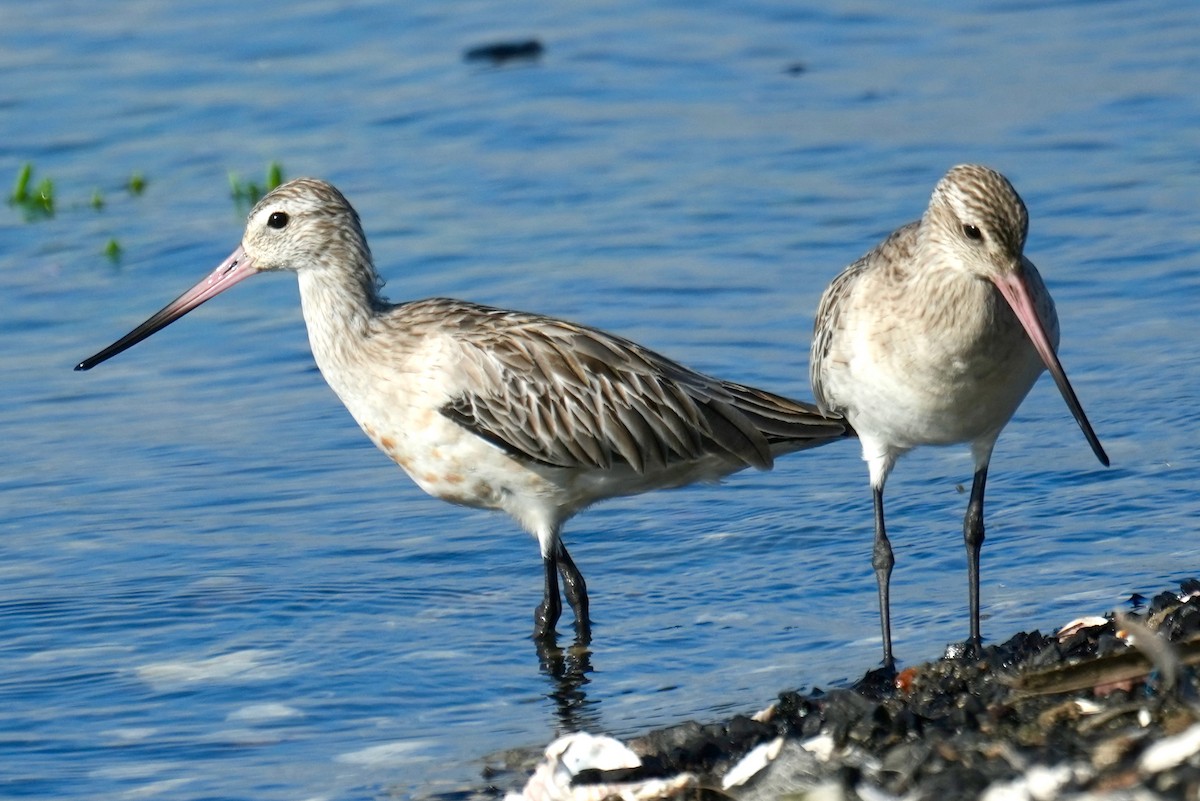 Black-tailed Godwit - ML625878703