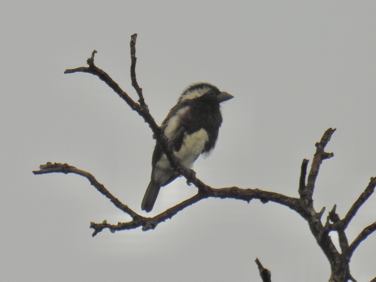 White-eared Barbet - ML625878768