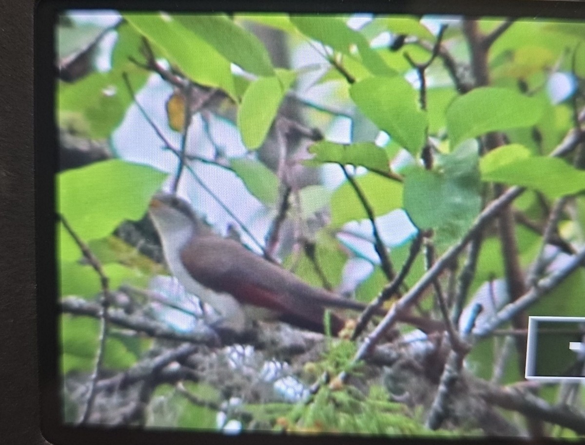 Yellow-billed Cuckoo - ML625878870