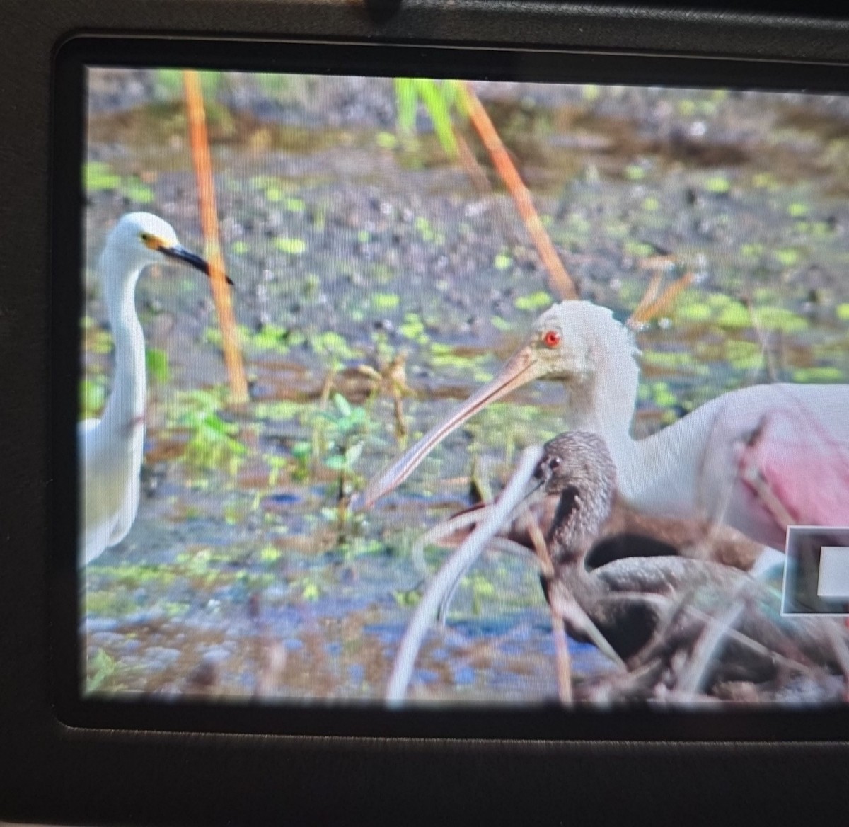 Glossy/White-faced Ibis - ML625878914