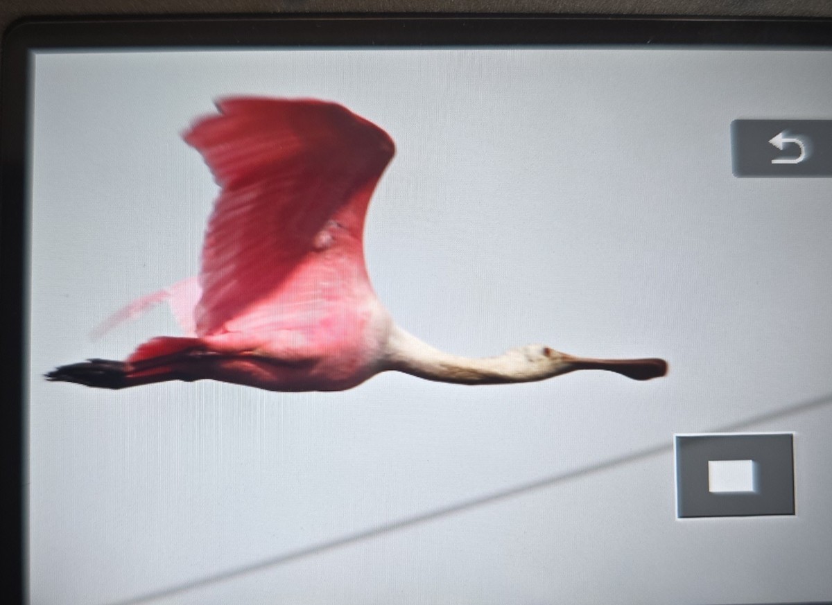 Roseate Spoonbill - ML625878917