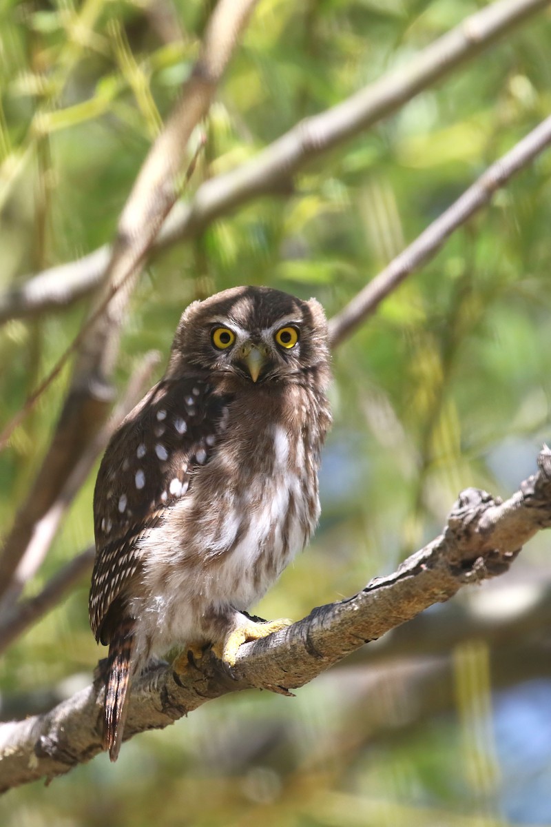 Austral Pygmy-Owl - ML625878924