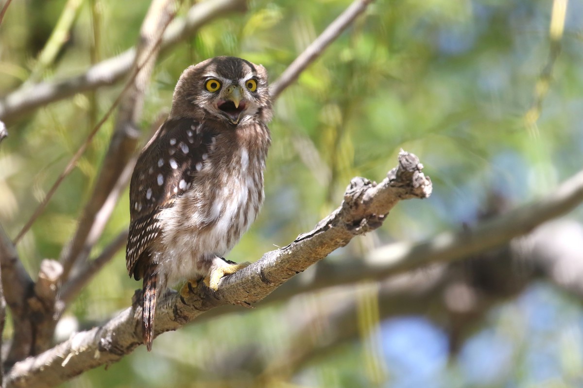 Austral Pygmy-Owl - ML625878925