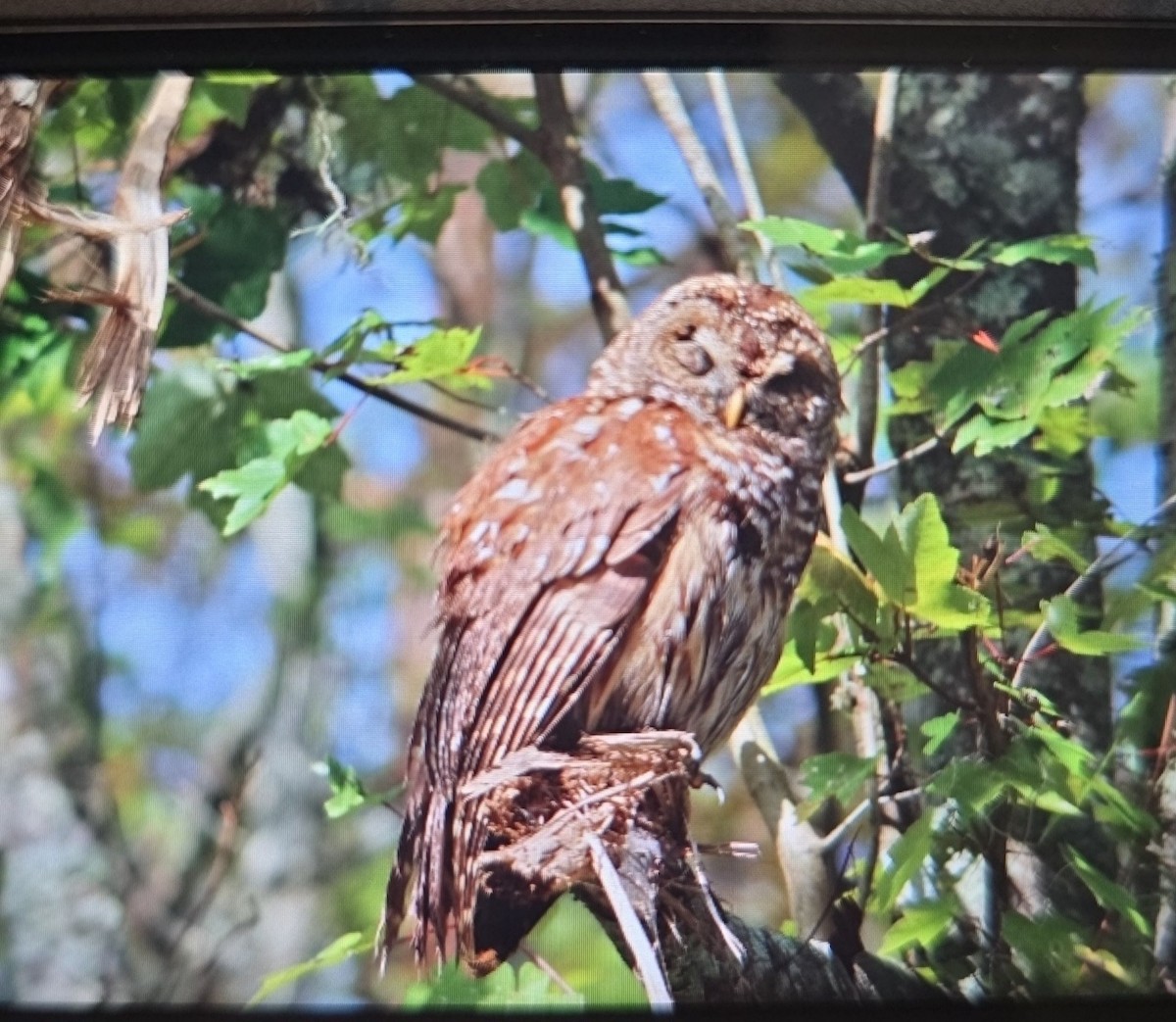 Barred Owl - ML625878933