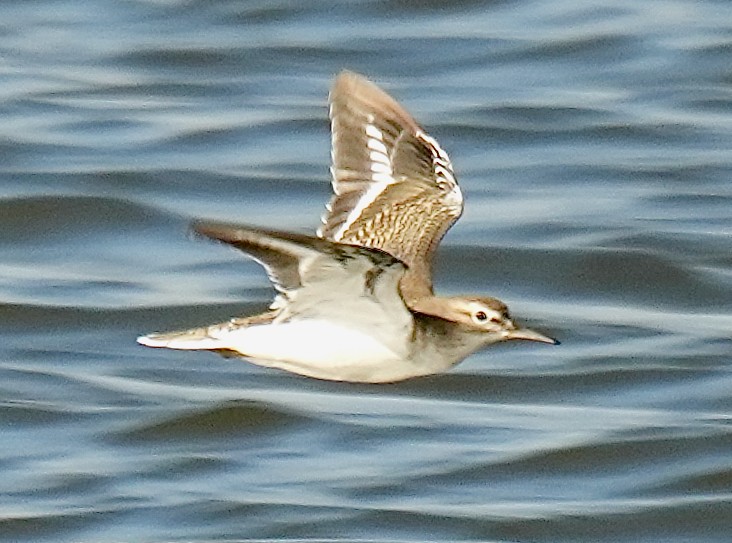 Common Sandpiper - ML625878969