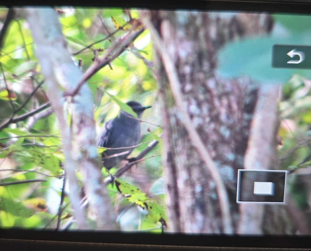 Gray Catbird - ML625879026