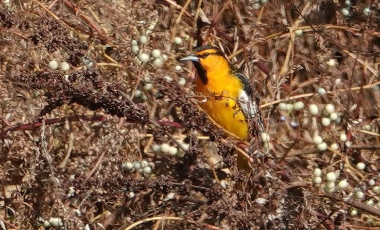 Bullock's Oriole - ML625879091