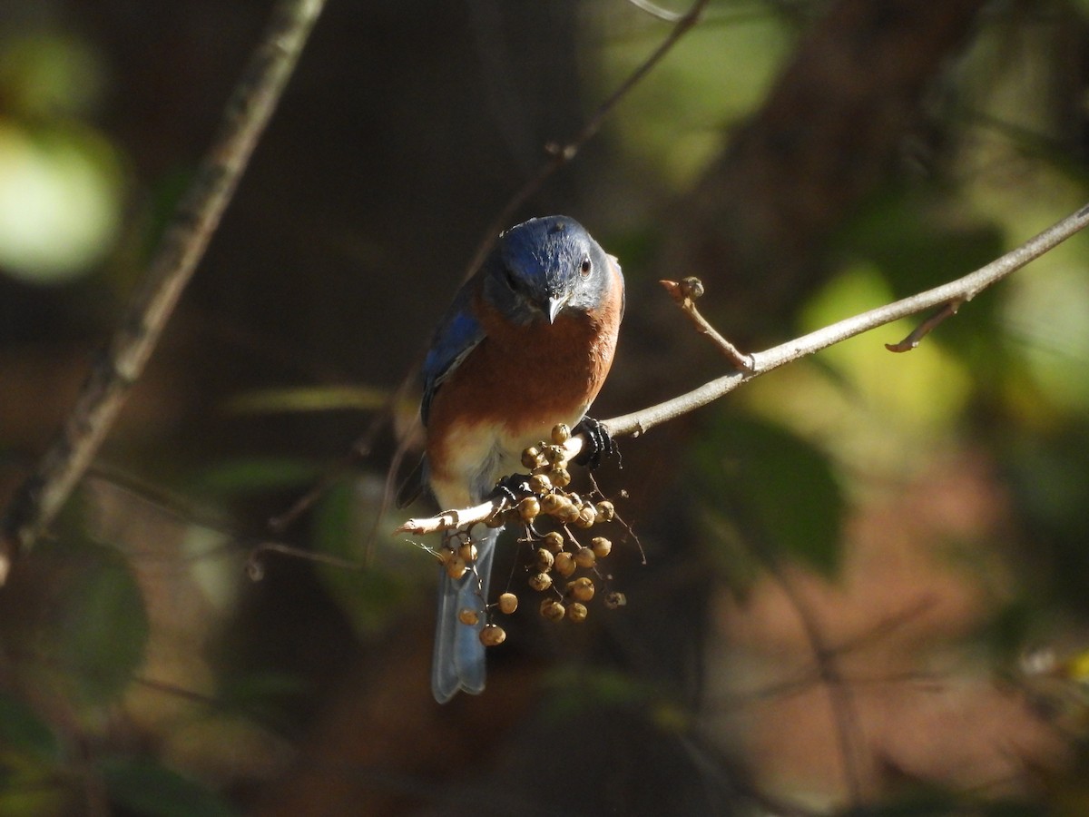 Eastern Bluebird - ML625879159