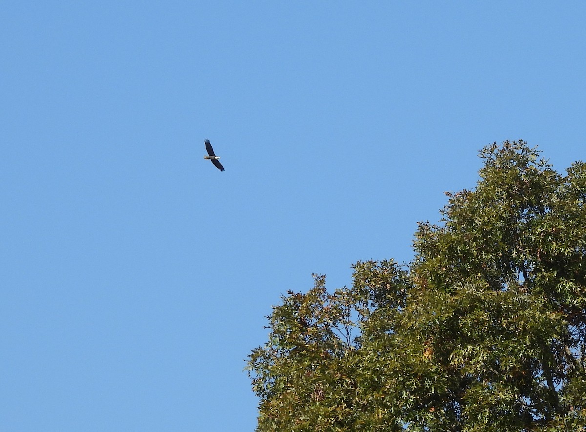 Bald Eagle - ML625879166