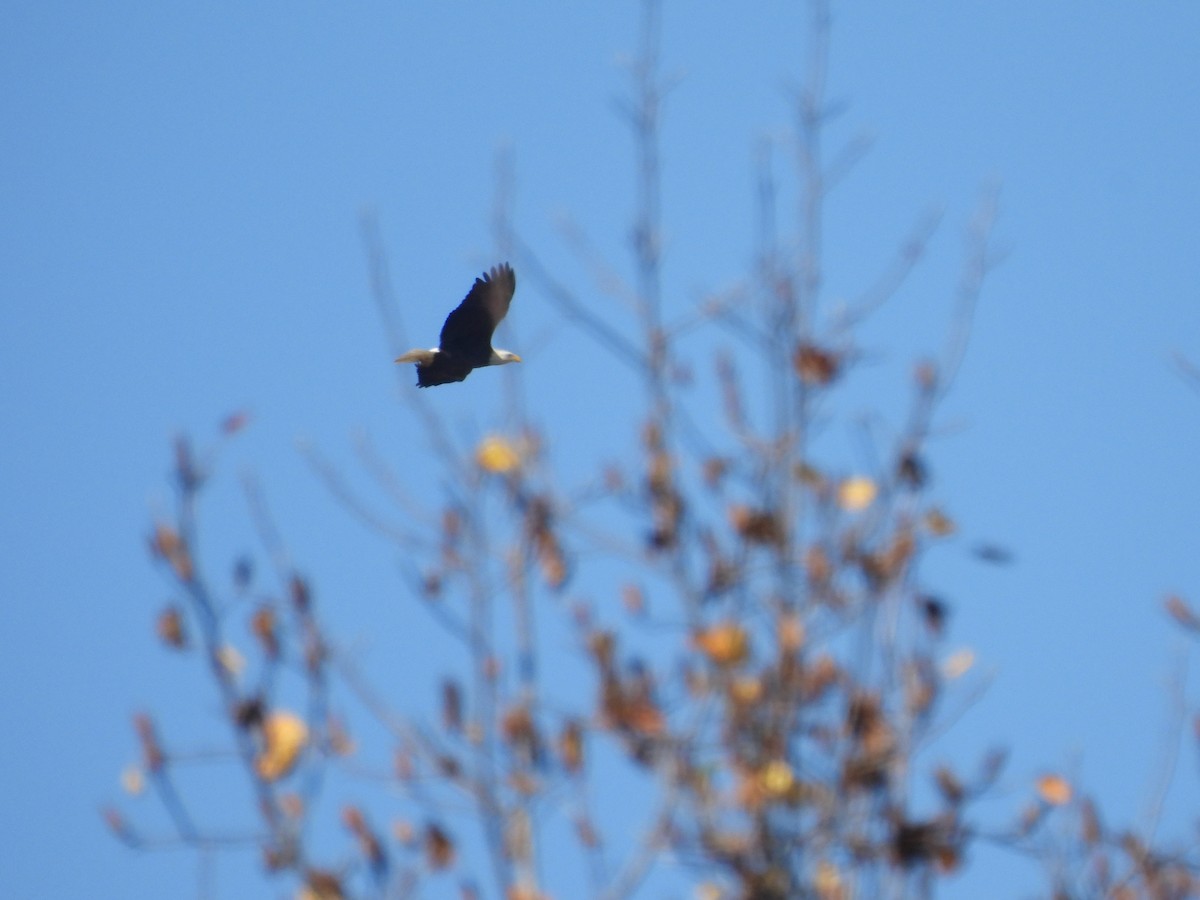 Bald Eagle - ML625879167