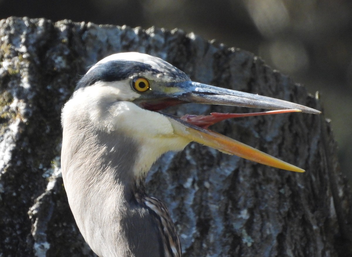 Great Blue Heron - ML625879172