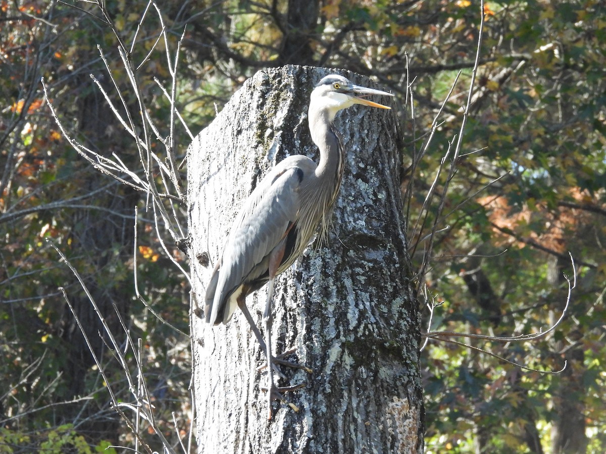 Great Blue Heron - ML625879174