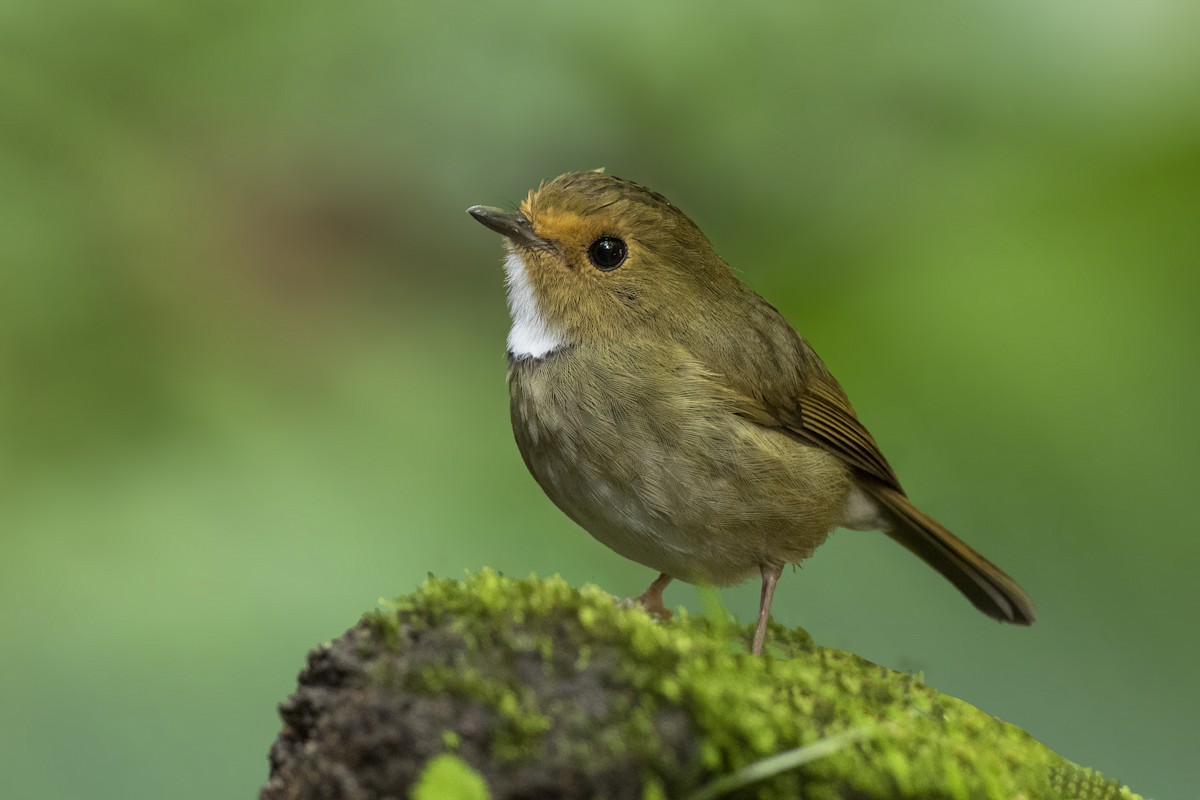 Rufous-browed Flycatcher - Jan-Peter  Kelder