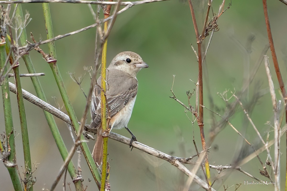 Isabelline Shrike - ML625879279