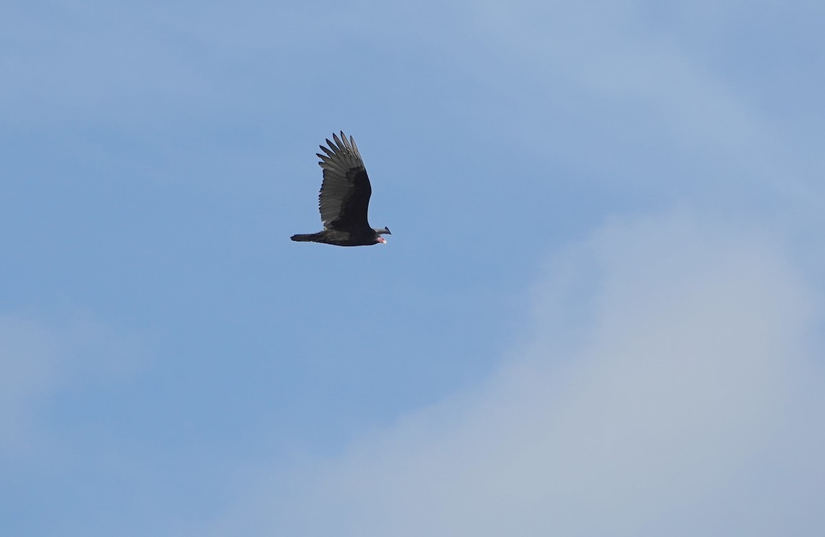 Turkey Vulture - ML625879370