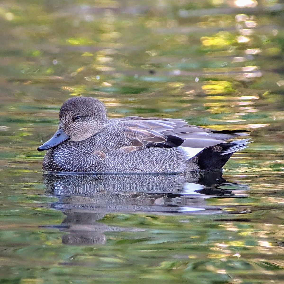 Gadwall - ML625879416