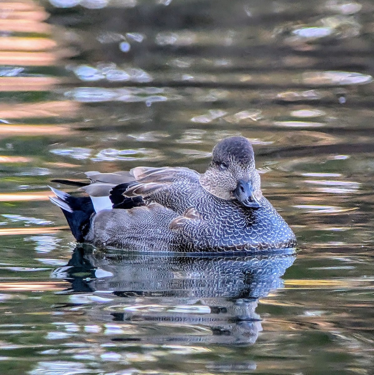 Gadwall - ML625879417