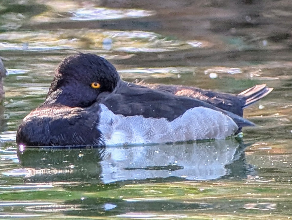 Ring-necked Duck - ML625879425