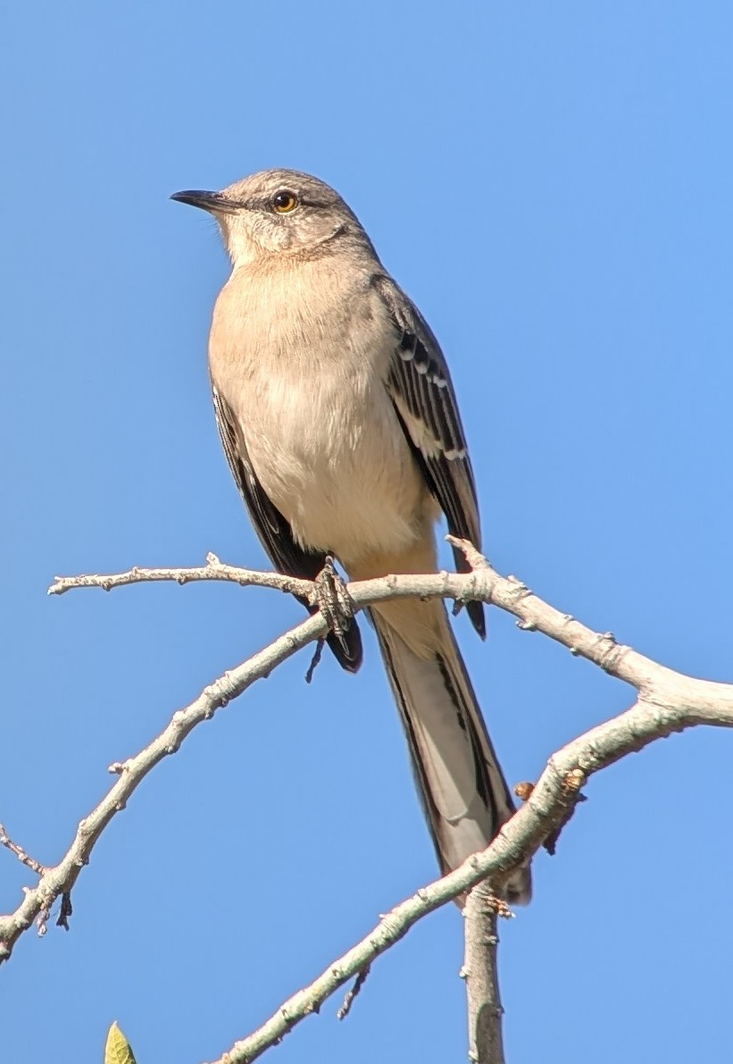 Northern Mockingbird - ML625879432