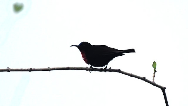 Scarlet-chested Sunbird - ML625879571