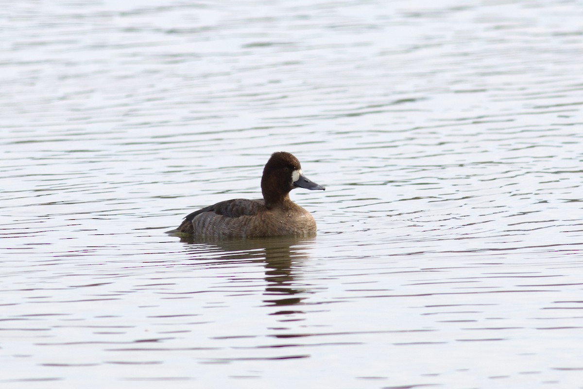 Lesser Scaup - ML625879933