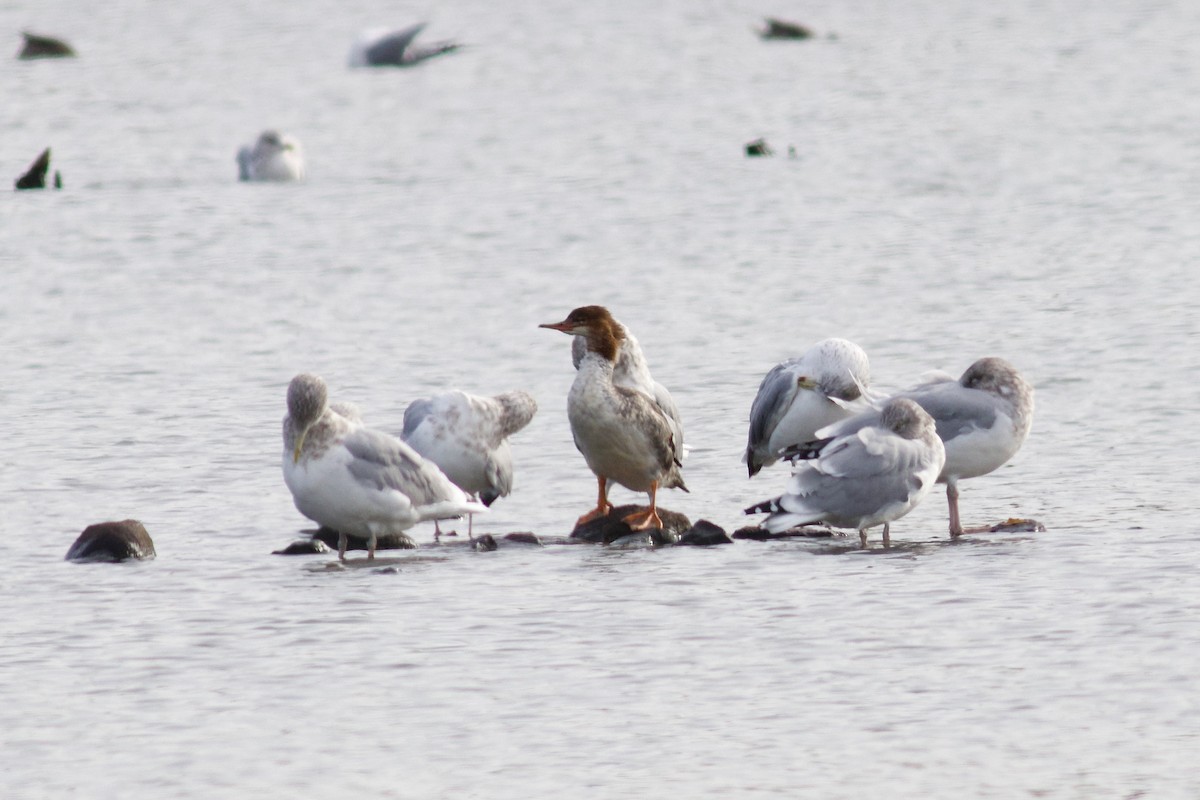 Common Merganser - ML625879942