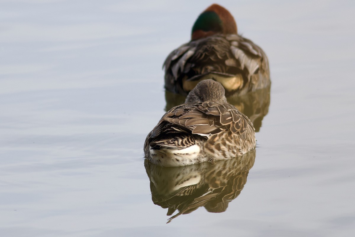 Green-winged Teal (American) - ML625879947