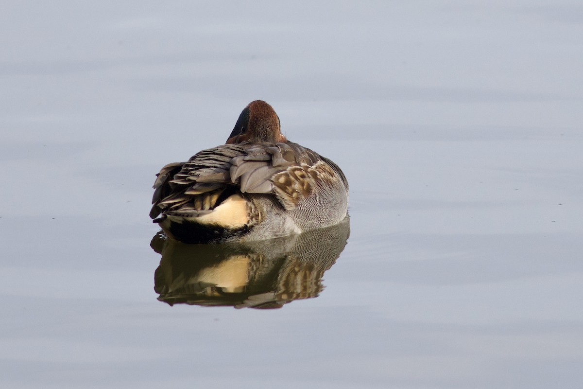 Green-winged Teal (American) - ML625879949