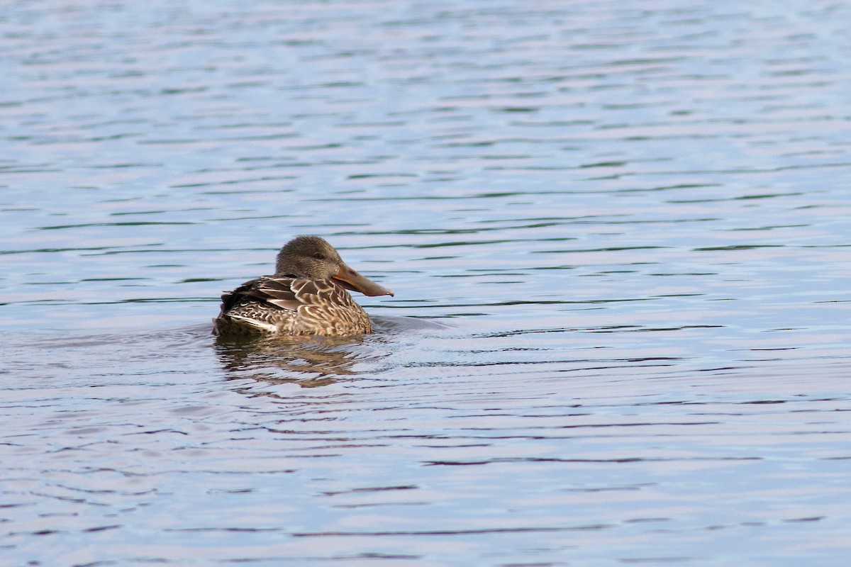 Northern Shoveler - ML625879955