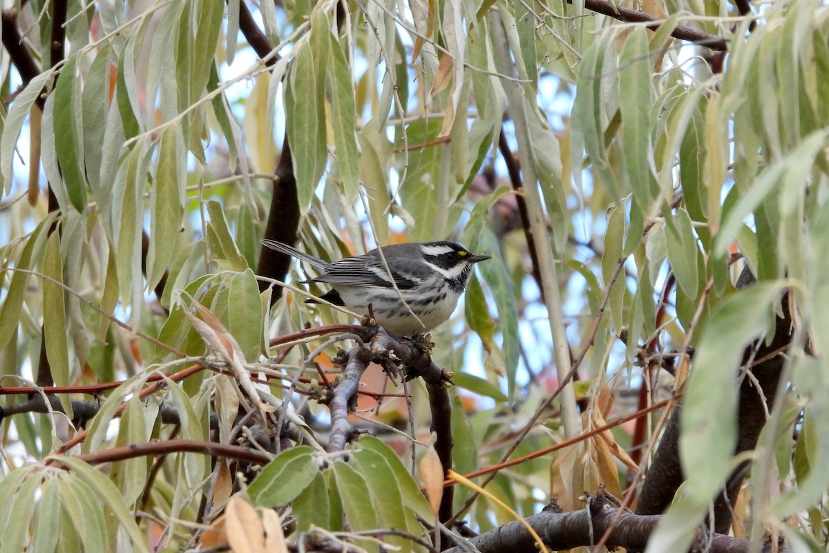 Black-throated Gray Warbler - ML625879962