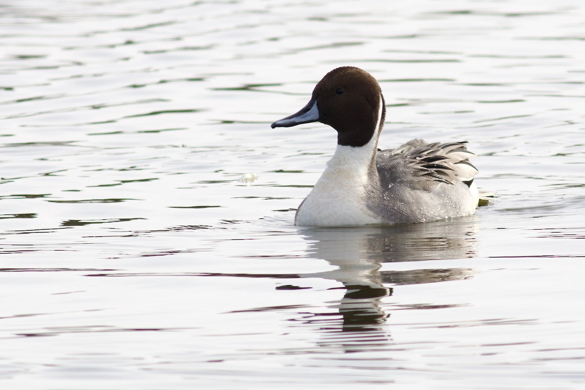 Northern Pintail - ML625879997