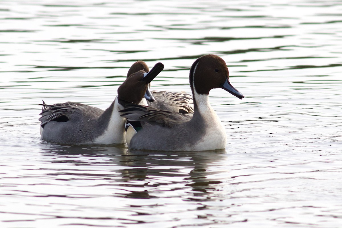 Northern Pintail - ML625879998