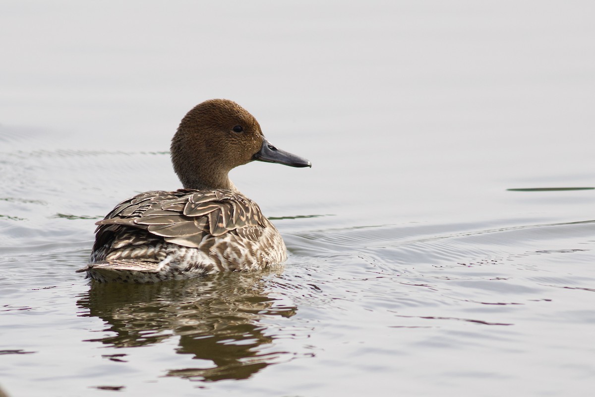 Northern Pintail - ML625879999