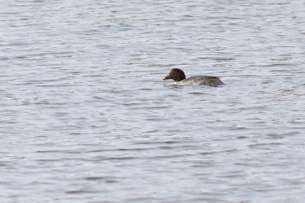 Common Goldeneye - ML625880035