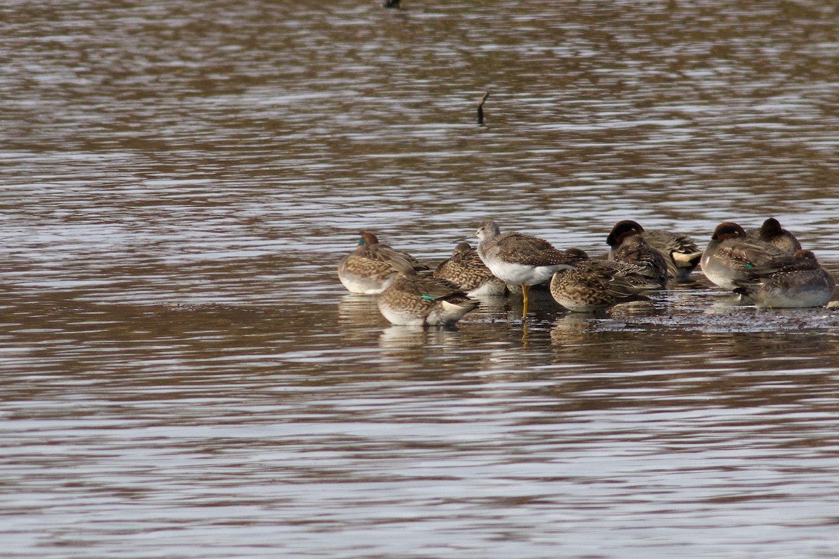 Greater Yellowlegs - ML625880038